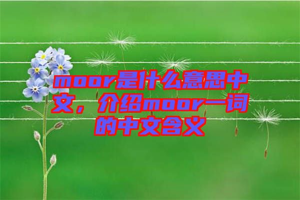 moor是什么意思中文，介紹moor一詞的中文含義