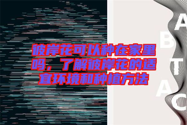 彼岸花可以種在家里嗎，了解彼岸花的適宜環(huán)境和種植方法