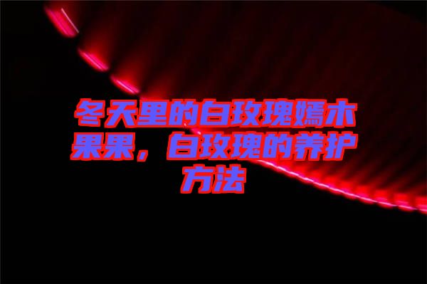 冬天里的白玫瑰嫣木果果，白玫瑰的養(yǎng)護(hù)方法