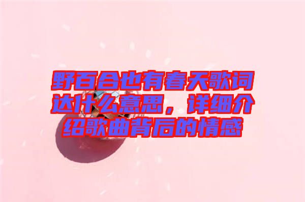 野百合也有春天歌詞達(dá)什么意思，詳細(xì)介紹歌曲背后的情感