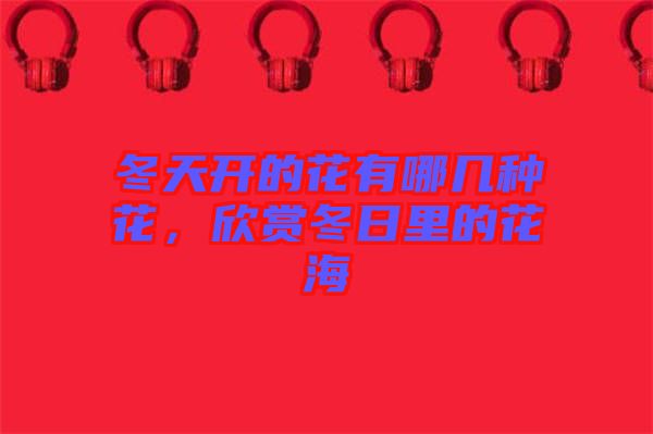 冬天開的花有哪幾種花，欣賞冬日里的花海