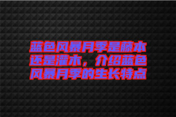 藍(lán)色風(fēng)暴月季是藤本還是灌木，介紹藍(lán)色風(fēng)暴月季的生長特點(diǎn)