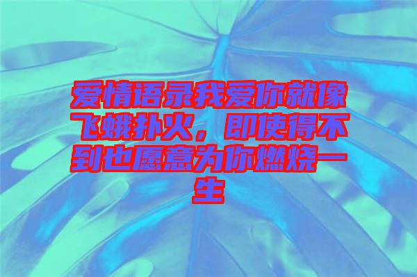 愛情語錄我愛你就像飛蛾撲火，即使得不到也愿意為你燃燒一生